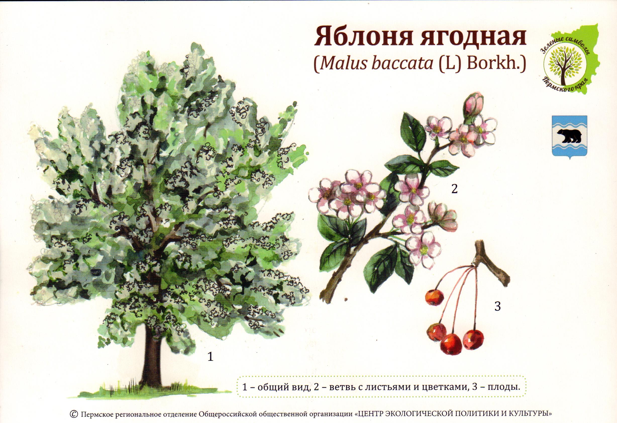 Яблоня Ягодная (Malus baccata l.)